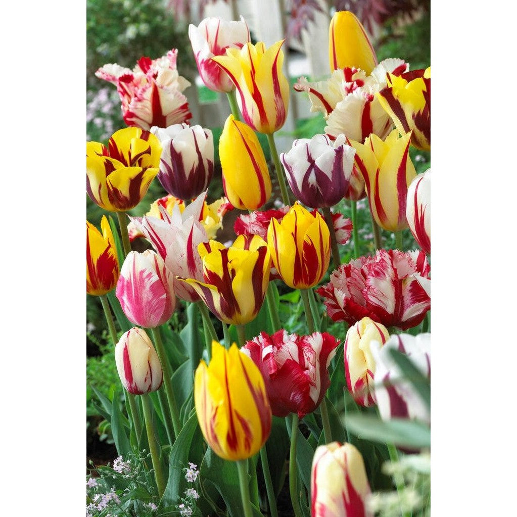 Tulpan Rembrandt Mixed 10-pack